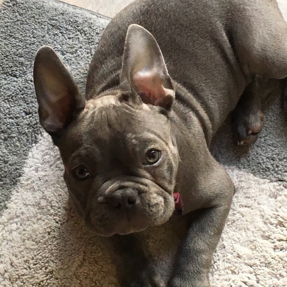 NOT FOR SALE and PET FREE HOME!!! ๐๐ค๐ - Picture 2 of 8